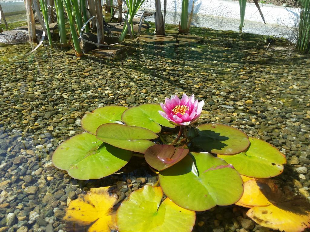 Casa Lily - Japanese Retreat Hotel Sighişoara Eksteriør billede